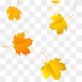 Maple Leaf Yellow Clip Art - Yellow Maple Leaf Png, Transparent Png - falling leaves png