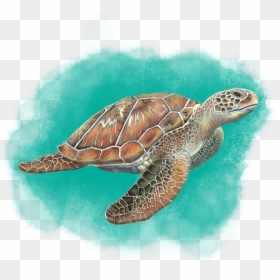 Sea Turtle , Png Download - Hawksbill Sea Turtle, Transparent Png - sea turtle png