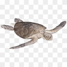 Kemp"s Ridley Sea Turtle , Png Download - Kemp's Ridley Sea Turtle Png, Transparent Png - sea turtle png