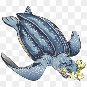 Leatherback Sea Turtle Clipart, HD Png Download - sea turtle png