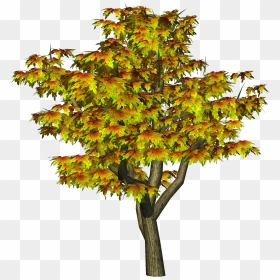 Maple Tree Clipart Jpg Royalty Free Library Autumn - Autumn Tree Png Hd, Transparent Png - maple leaf png