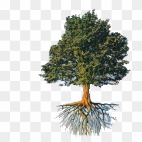 Tree And Roots Png - Ford Doolittle Reticulated Tree, Transparent Png - tree roots png