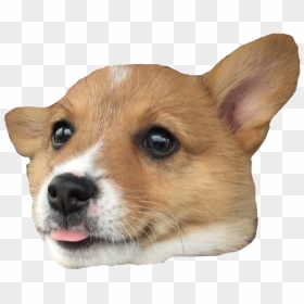 Corgi Png File - Corgi Png, Transparent Png - corgi png