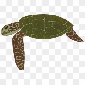 Hawksbill Sea Turtle, HD Png Download - sea turtle png