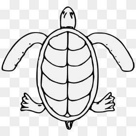 Sea Turtle , Png Download - Kemp's Ridley Sea Turtle, Transparent Png - sea turtle png