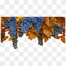 Grape , Png Download - Grapes Autumn, Transparent Png - grape png