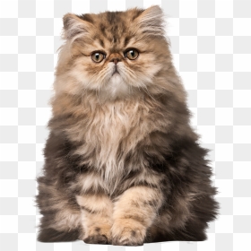 Cat Png Clip Art - Realistic Clip Art Cat, Transparent Png - cats png