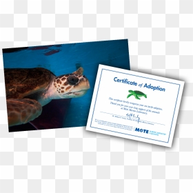 Items Included In E-pal Package - Sea Turtle Adoption Certificate, HD Png Download - sea turtle png