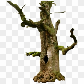 Thumb Image - Old Tree Png, Transparent Png - tree roots png