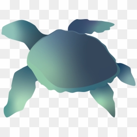Green Sea Turtle, HD Png Download - sea turtle png