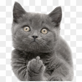 Cats Png Free Images - Subtle Art Of Not Giving A Fuck Cat, Transparent Png - cats png