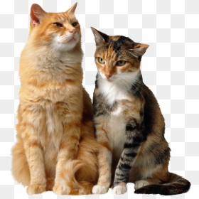 Cats Background Cat Transparent - Two Cats Sitting Together, HD Png Download - cats png