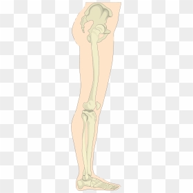 Human Legs Sideview Clip Arts - Bone, HD Png Download - legs png