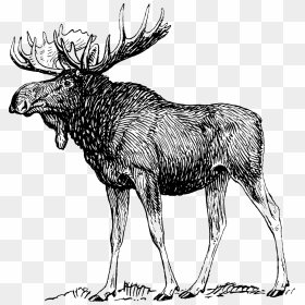 Moose Black And White, HD Png Download - reindeer antlers png