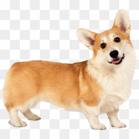 Corgi Png Clipart - Corgi Png, Transparent Png - corgi png