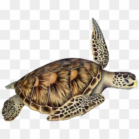 Loggerhead Sea Turtle Clip Art, HD Png Download - sea turtle png