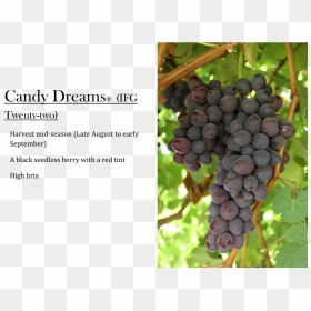 Candy Dreams Grapes - Seedless Fruit, HD Png Download - grape png