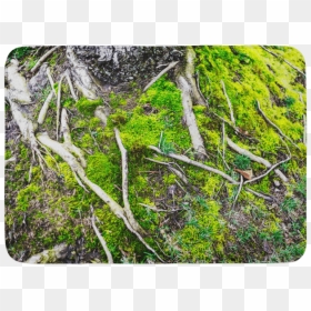 Grass, HD Png Download - tree roots png