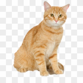 Cats Png Free Pic - Cross Stitch Patterns For Cats, Transparent Png - cats png