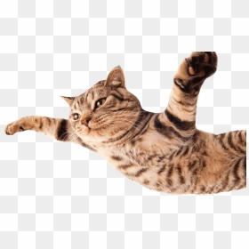 Funny Cats Png - Funny Cats Transparent Background, Png Download - cats png