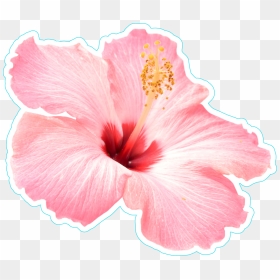 Transparent Plumeria Clipart - Pink Hibiscus Flower Transparent, HD Png Download - hawaiian flowers png