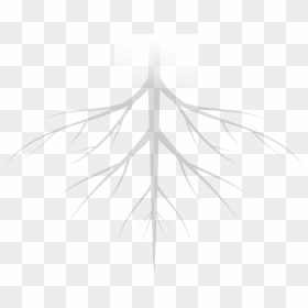 Plant, HD Png Download - tree roots png