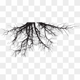 Lawn Care Aeration Irrigation - Tree Roots Png, Transparent Png - tree roots png