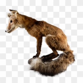 Fox Pearched On Wood Plank , Png Download - Red Fox, Transparent Png - wood plank png