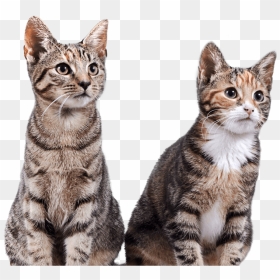 Multiple Cats Png - Kucing California Spangled, Transparent Png - cats png