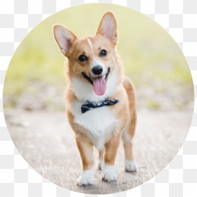 Pembroke Welsh Corgi Cardigan Welsh Corgi Puppy Dog - Корги С Короной, HD Png Download - corgi png