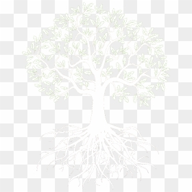 Transparent Family Reunion Clipart Black And White - Root, HD Png Download - tree roots png