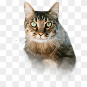 Scarry Cat Png - Cats Eating Icon Transparent Background, Png Download - cats png