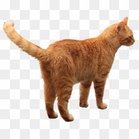 Cat Png, Transparent Png - cats png