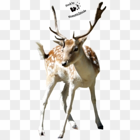 Reindeer Antlers Png Transparent - Deer, Png Download - reindeer antlers png