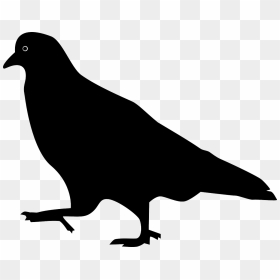 Bird, Pigeon, Silhouette, Stepping, Walking - Pigeon Silhouette Free, HD Png Download - bird silhouette png