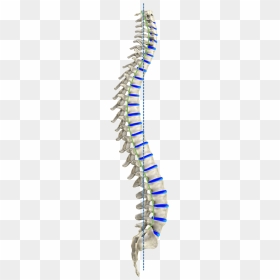 Curve Spine Png - Spinal Cord Png, Transparent Png - spine png