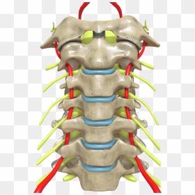 Cervical Spine Anterior View, HD Png Download - spine png