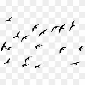 Flock, HD Png Download - bird silhouette png