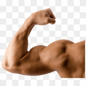 Free Png Muscle Png Images Transparent - Muscle Arms Transparent Background, Png Download - arms png