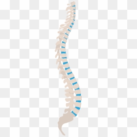 Spine Tips For Health Workers , Png Download - Line Of Gravity Spine, Transparent Png - spine png
