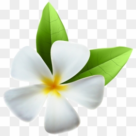 Transparent Tropical Clipart - Clip Art, HD Png Download - hawaiian flowers png