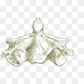 Axis -human Second Cervical Vertebra Or Spine Clip - Drawing Of The Axis Of The Other Cervical Vertebrae, HD Png Download - spine png