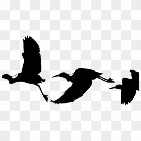 Bird Silhouettes - Black Bird Flying Png, Transparent Png - vhv