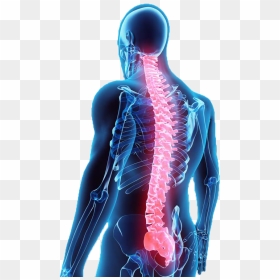 Illustration Of Back With Spine Shown In Red - Tiger Woods Back Fusion Surgery, HD Png Download - spine png