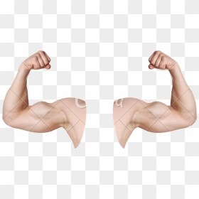 Transparent Muscle Emoji Png - Flexing Arms Transparent, Png Download - arms png
