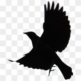 Black Bird Png - Silhouette Flying Bird Png, Transparent Png - bird silhouette png