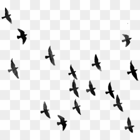 Hd Png Download For Picsart, Transparent Png - bird silhouette png