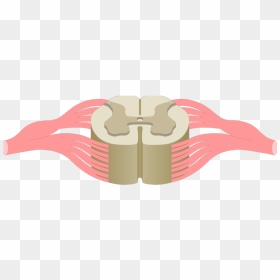 Spinal Cord Gray Matter - Gray Matter Of Spinal Cord Unlabeled, HD Png Download - spine png