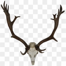 Rudolph Antlers Png - Deer Horn Png Deviantart, Transparent Png - reindeer antlers png