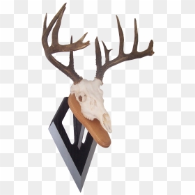 Bowhunter Bowhunting, Antlers, Longbow, Horns, Archery - Reindeer, HD Png Download - reindeer antlers png